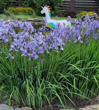 Garden Krzywa 11 Liwa